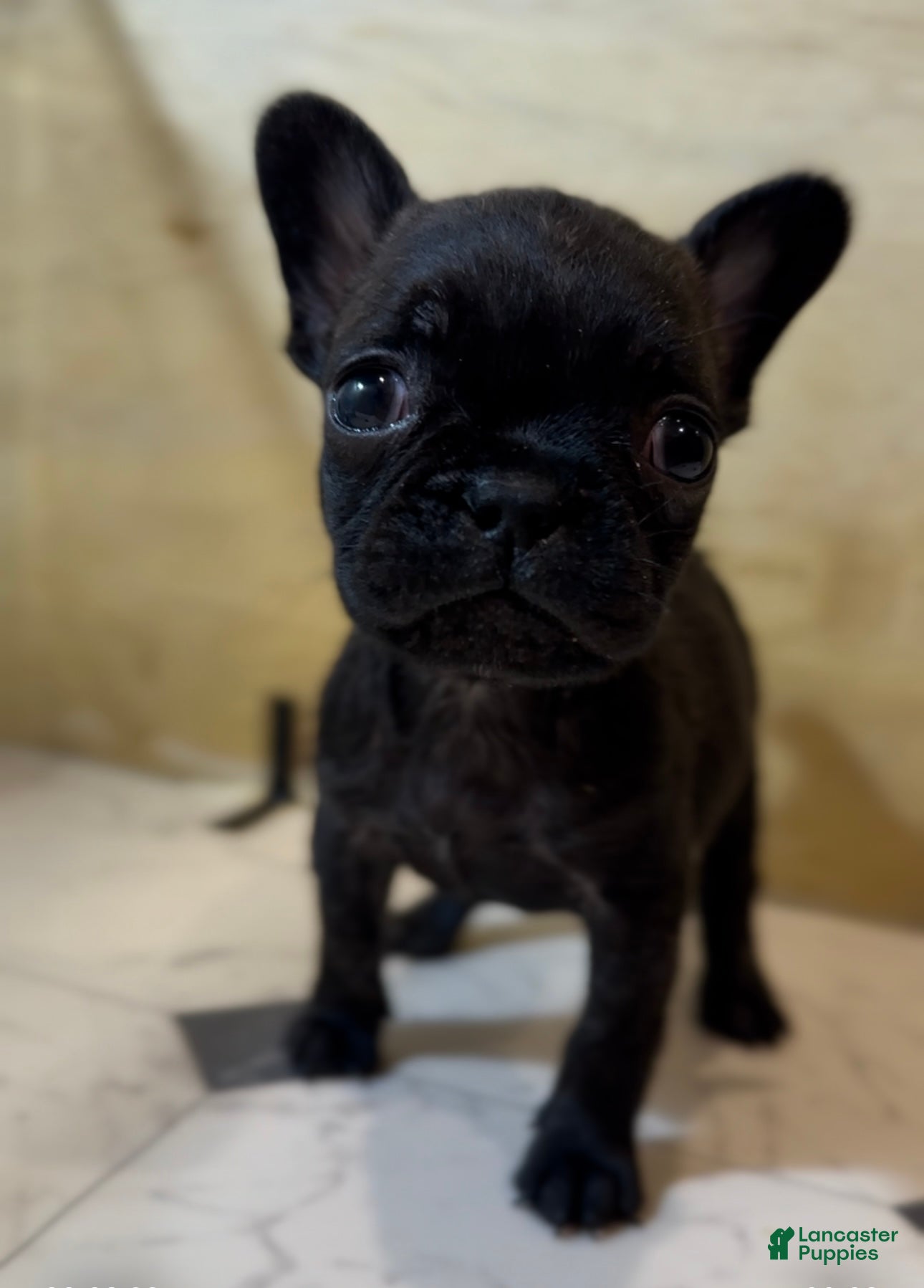 French Bulldog dogs Major - Ad 3