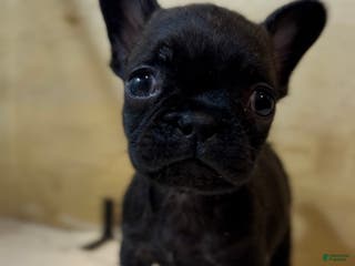 French Bulldog dogs Major - Ad 3