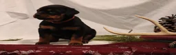 Rottweiler dogs for sale: Ainsley - Ad 4