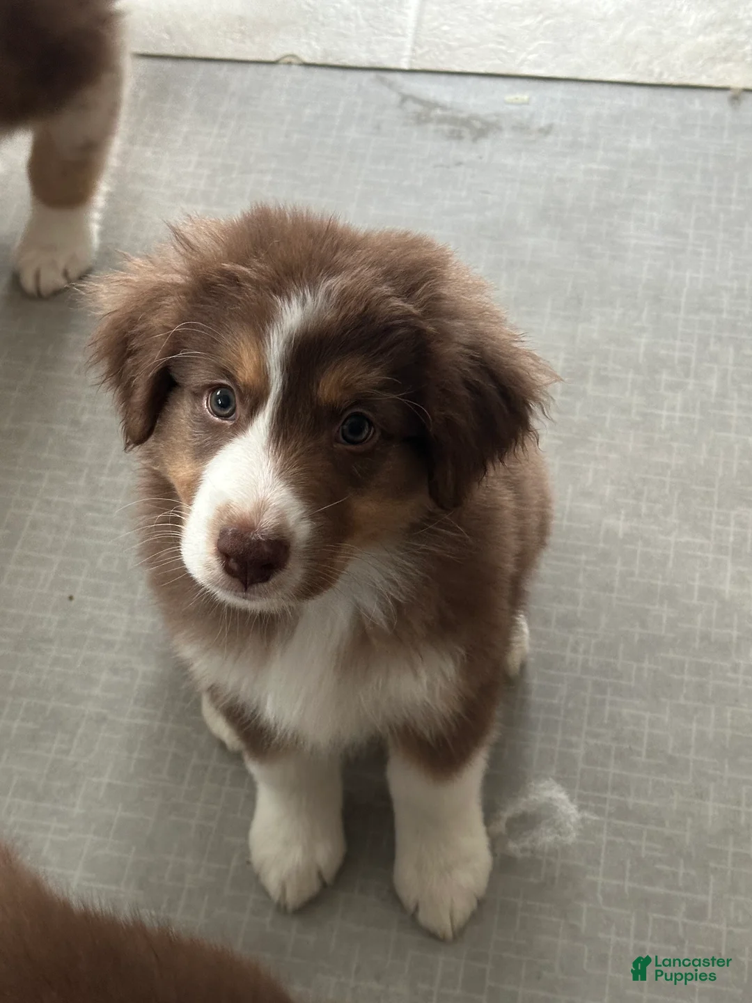 Australian Shepherd dogs for sale: Midnight Cheese  - Ad 3
