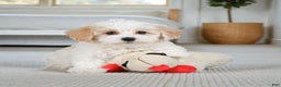 Maltipoo dogs for sale: Bessy - Ad 4