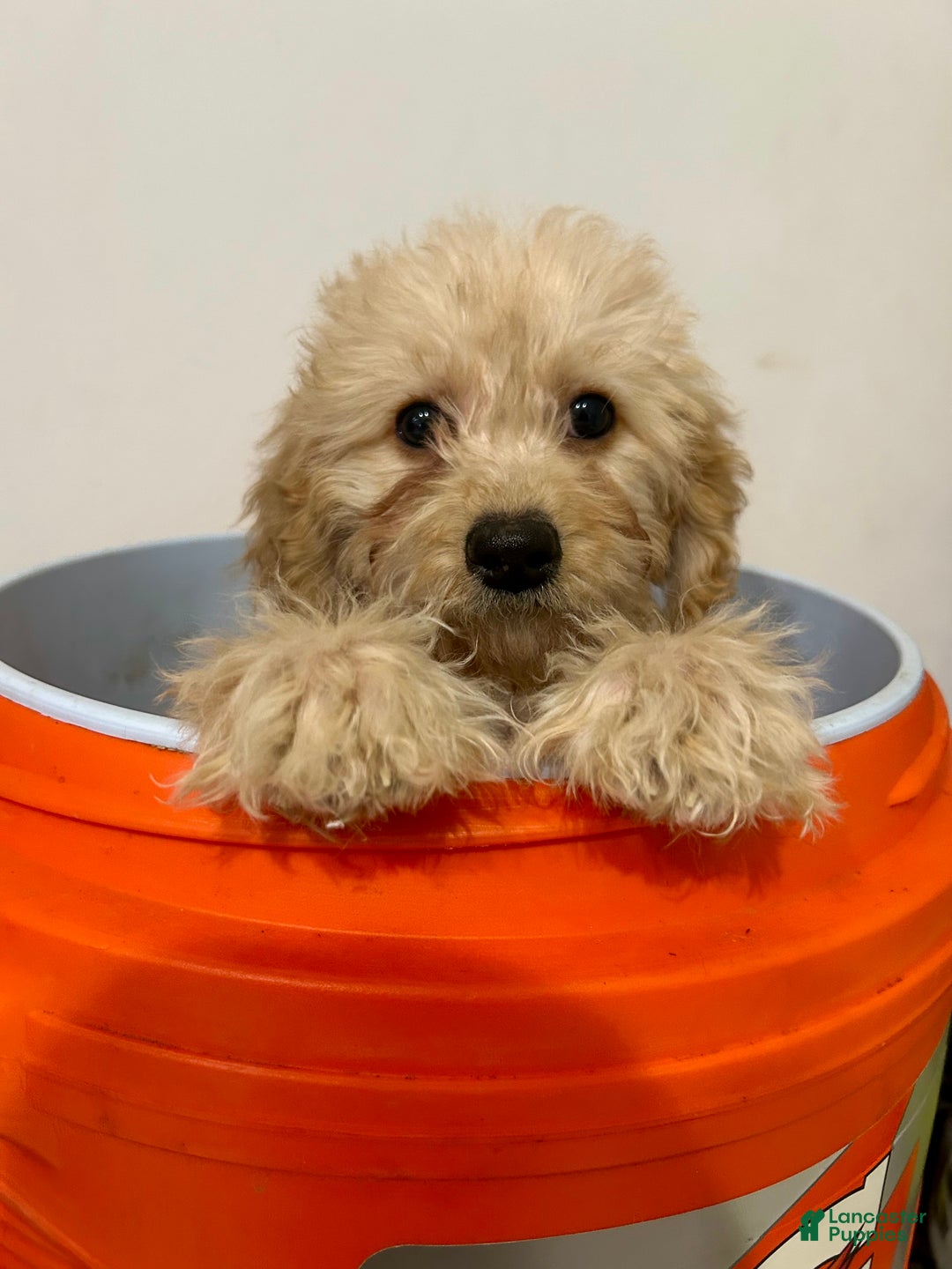 Cavapoo dogs for sale: Kela  - Ad 5