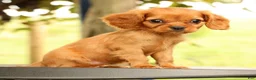Cavalier King Charles Spaniel dogs for sale: Violet - Ad 3