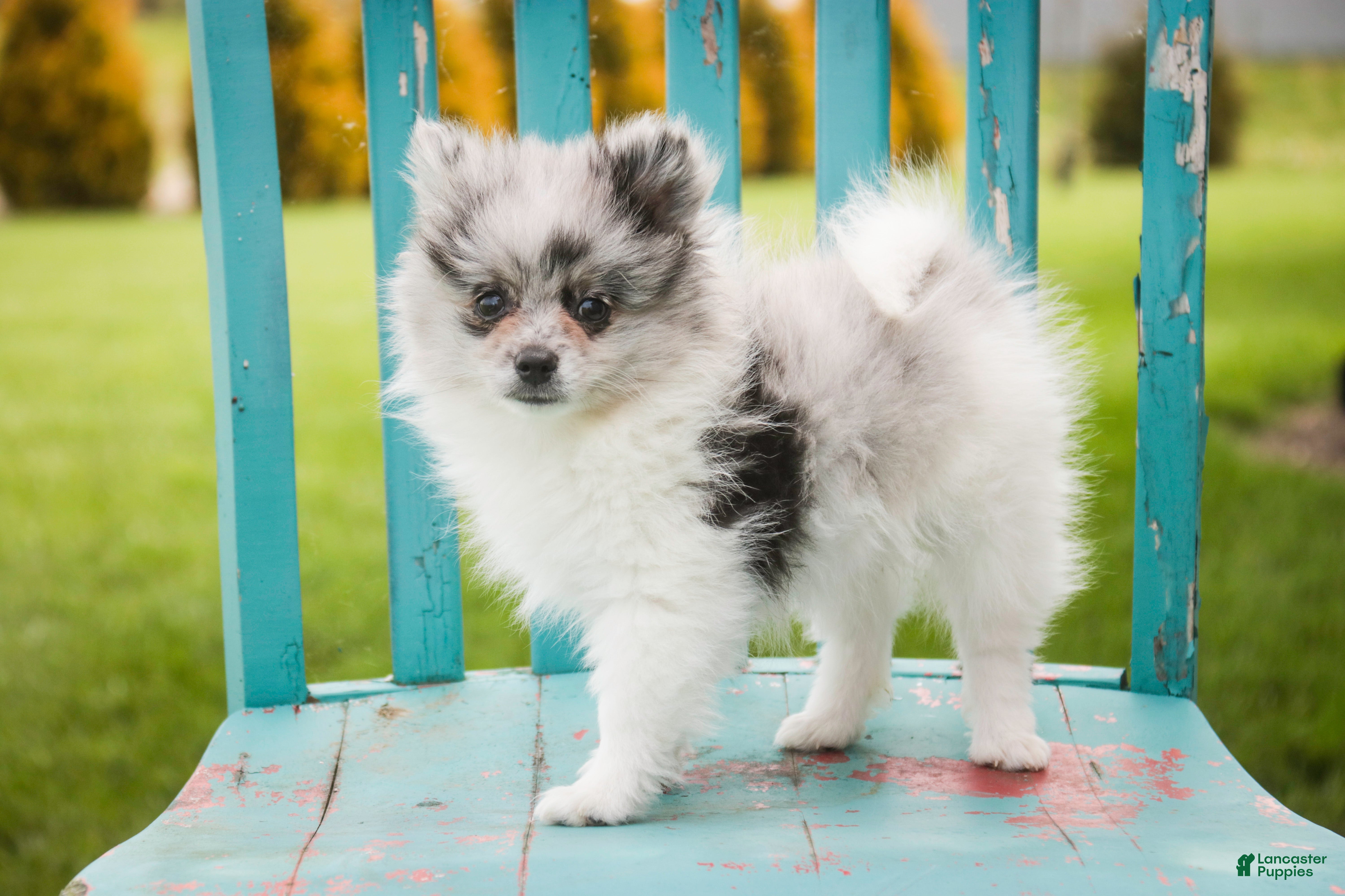 Pomeranian dogs Tripp - Ad 1