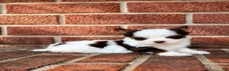 Biewer Terrier dogs for sale: Biewer Terrier 1 - Ad 2