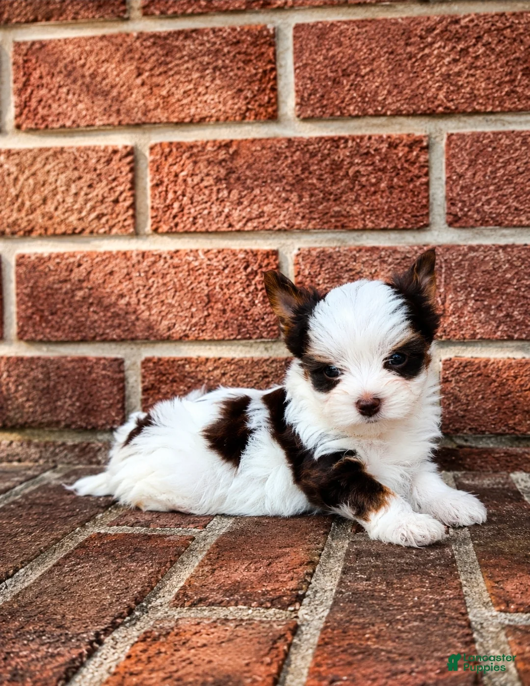 Biewer Terrier dogs for sale: Biewer Terrier 1 - Ad 2