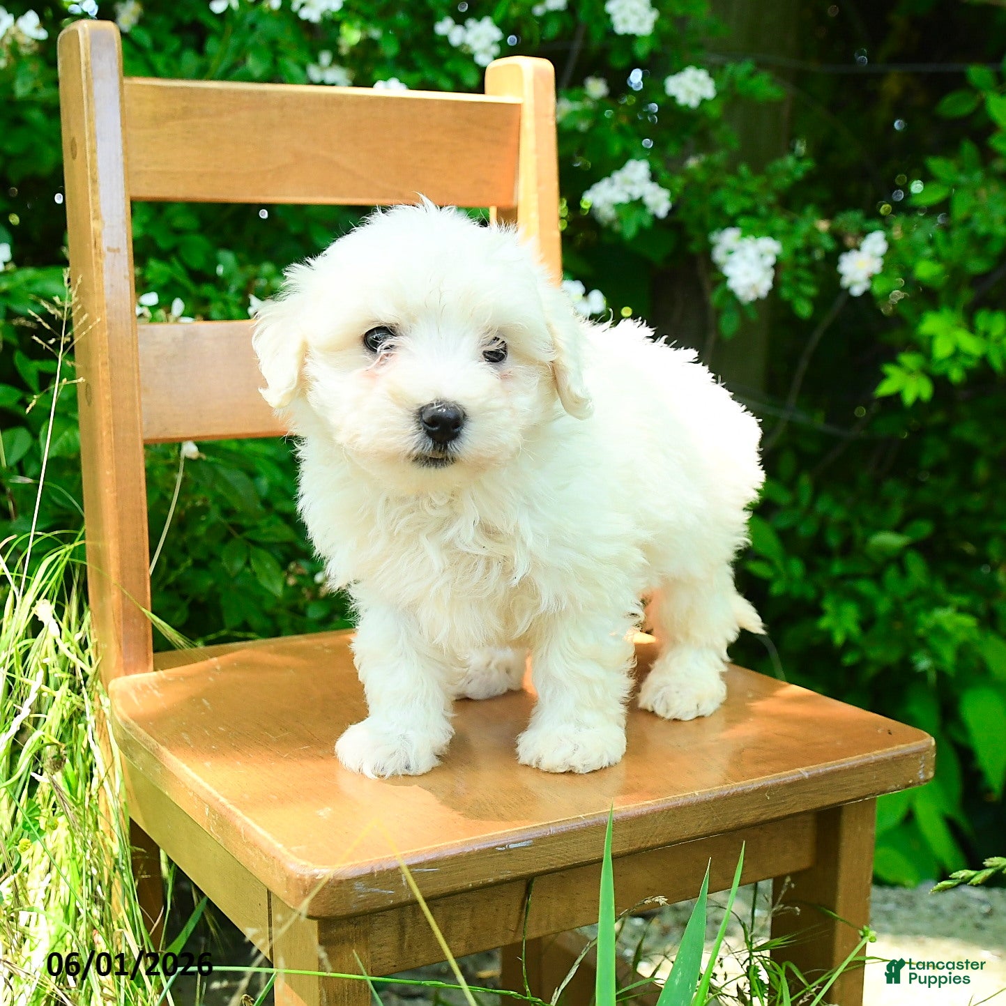 Maltipoo dogs Kira - Ad 1