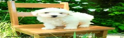 Maltipoo dogs for sale: Kira - Ad 1