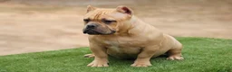 American Bully dogs for sale: Fawn Female - Ad 7