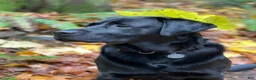 Labrador Retriever dogs for sale: Labrador Retriever 2 Honey  - Ad 15