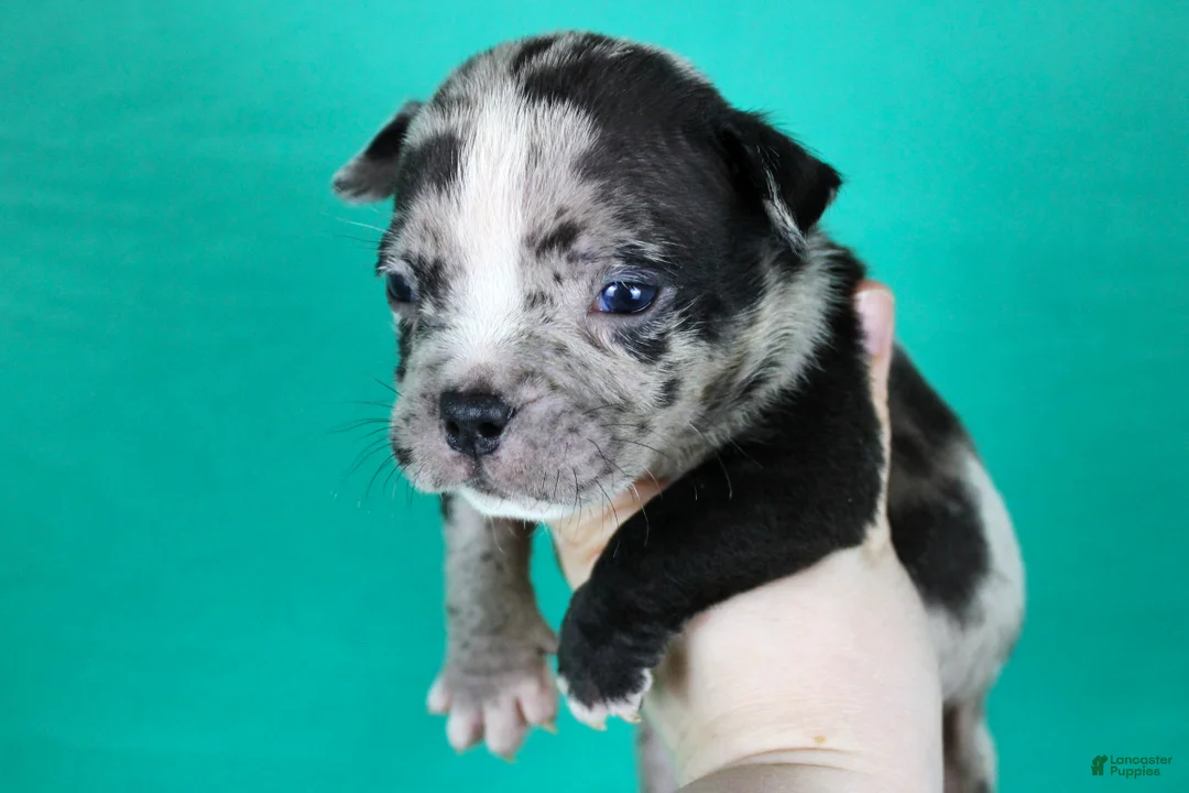 American Bully dogs for sale: Black Merle Male - Ad 1