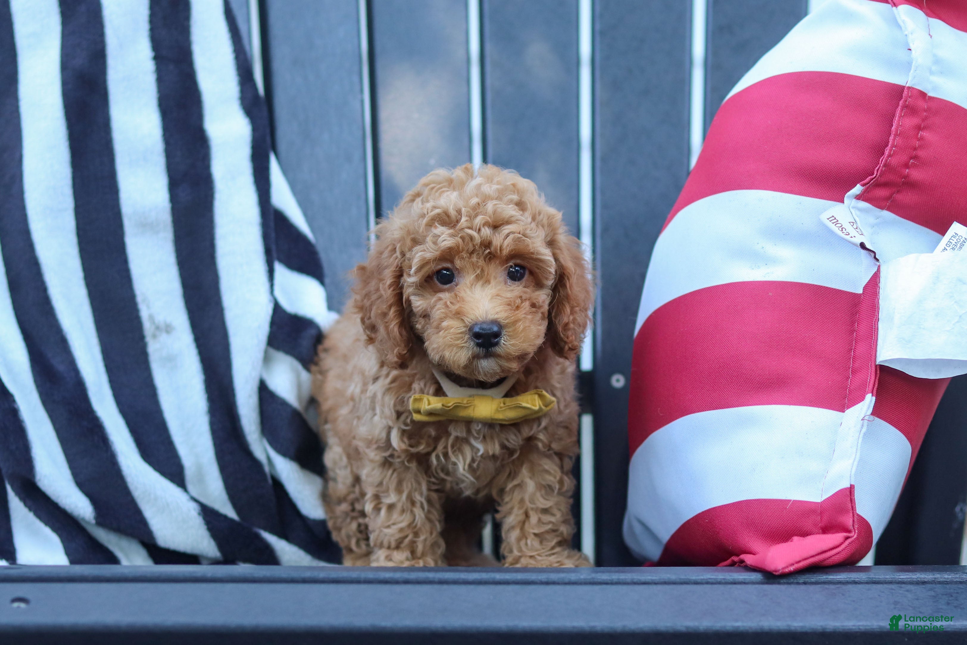 Miniature Poodle dogs James - Ad 2