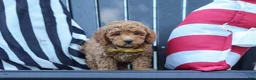 Miniature Poodle dogs for sale: James - Ad 2