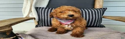 Mini Bernedoodle dogs for sale: Blake - Ad 10