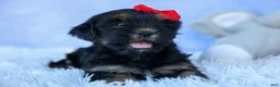Shorkie dogs for sale: SAMMY - Ad 13