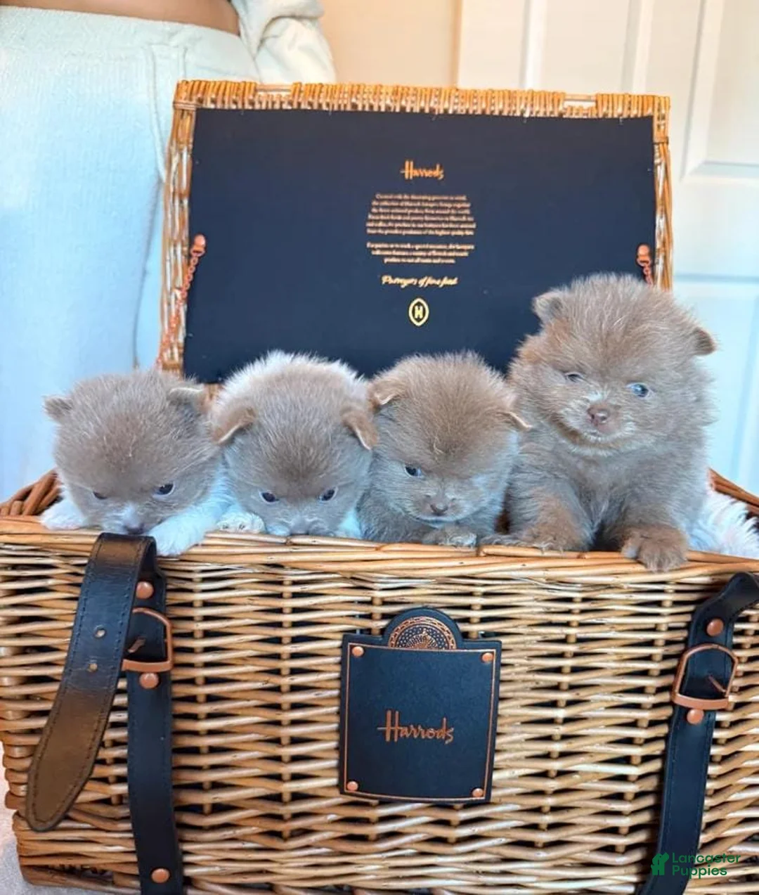 Pomeranian dogs for sale: Tania  - Ad 8