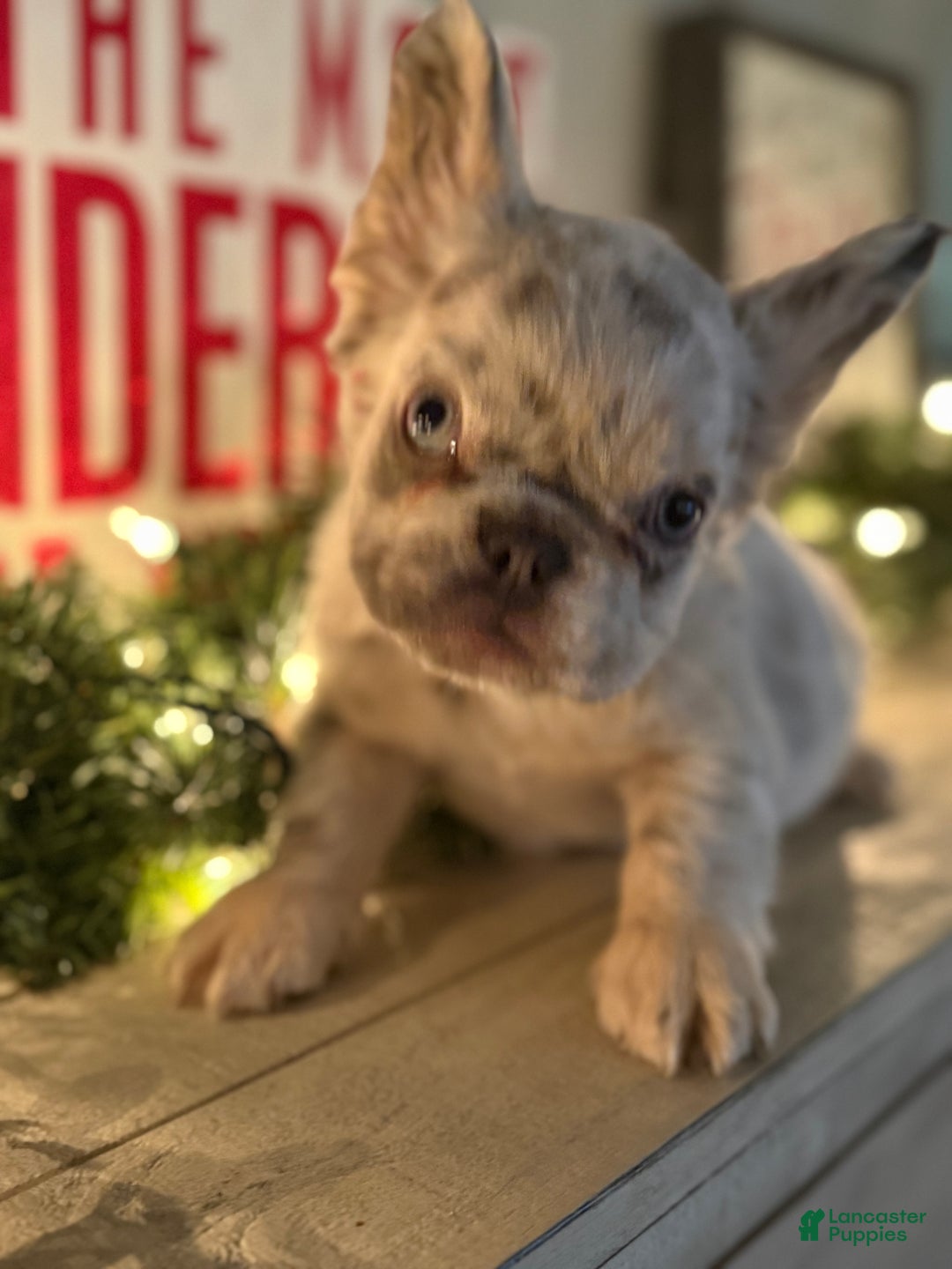 French Bulldog dogs for sale: Holly - Ad 1