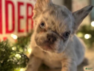 French Bulldog dogs Holly - Ad 5