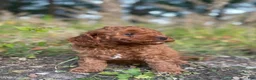 Cavapoo dogs for sale: Biscuit - Ad 5