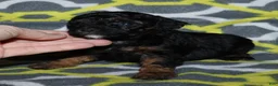 Miniature Poodle dogs for sale: Harlee’s phantom male - Ad 21