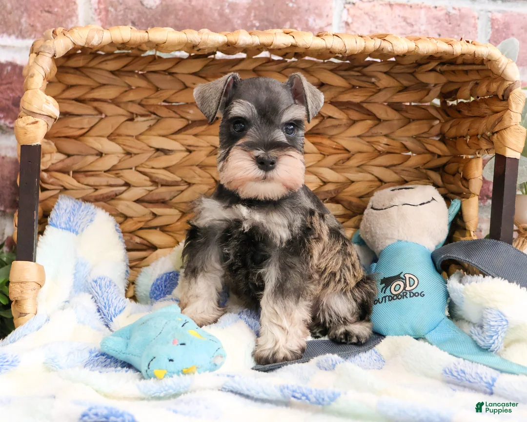 Miniature Schnauzer dogs for sale: Salvatore  - Ad 2