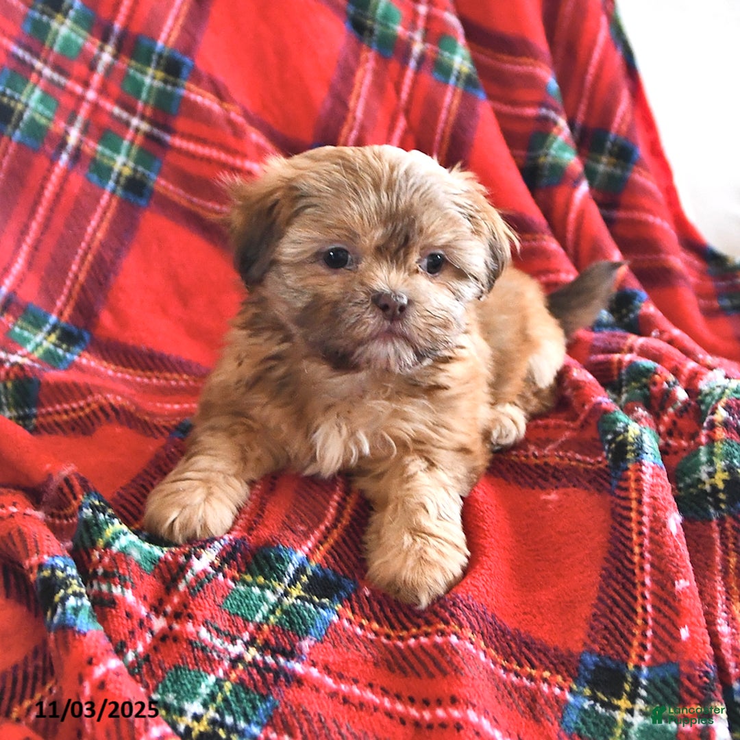 Teddy Bear dogs for sale: Ruth - Ad 1