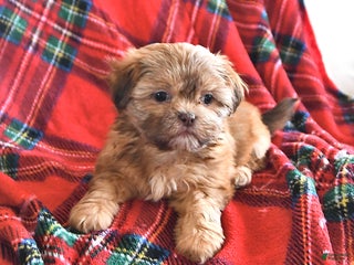 Teddy Bear dogs Ruth - Ad 41