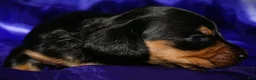 Dachshund dogs for sale: Calypso - Ad 9