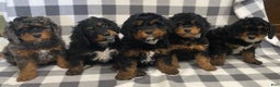 Mini Bernedoodle dogs for sale: Jasper - Ad 2