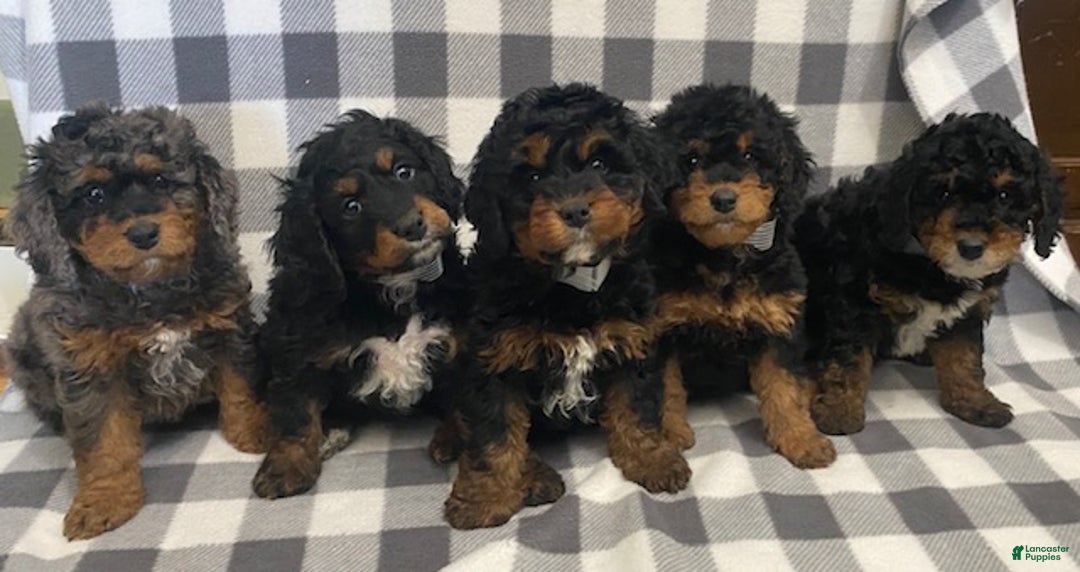 Mini Bernedoodle dogs for sale: Jasper - Ad 2