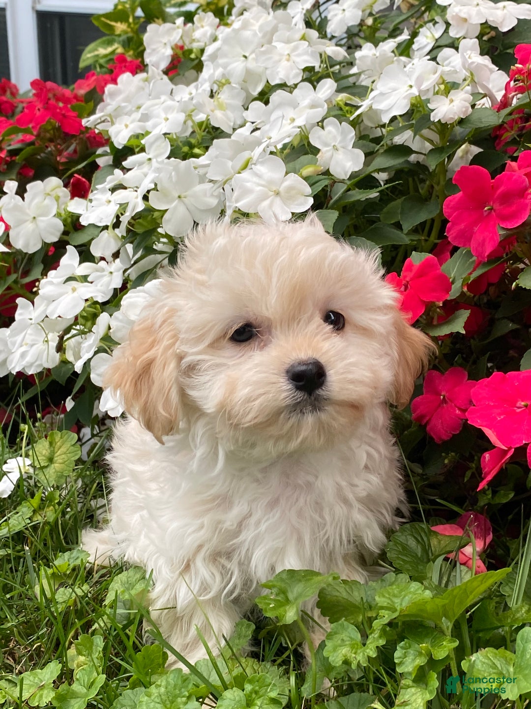 Havanese dogs for sale: Hudson  - Ad 2