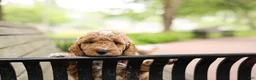 Mini Goldendoodle dogs for sale: Barnaby - Ad 5