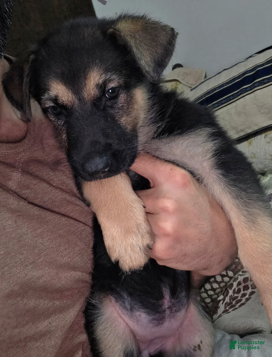 German Shepherd dogs for sale: Nova (10) - Ad 4