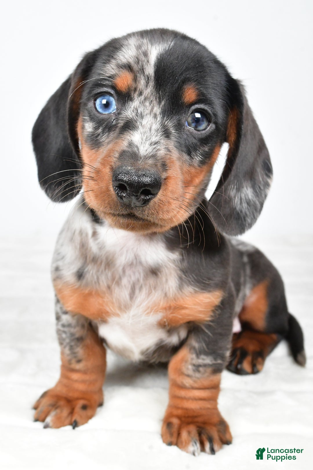 Miniature Dachshund dogs for sale: Theo - Ad 9