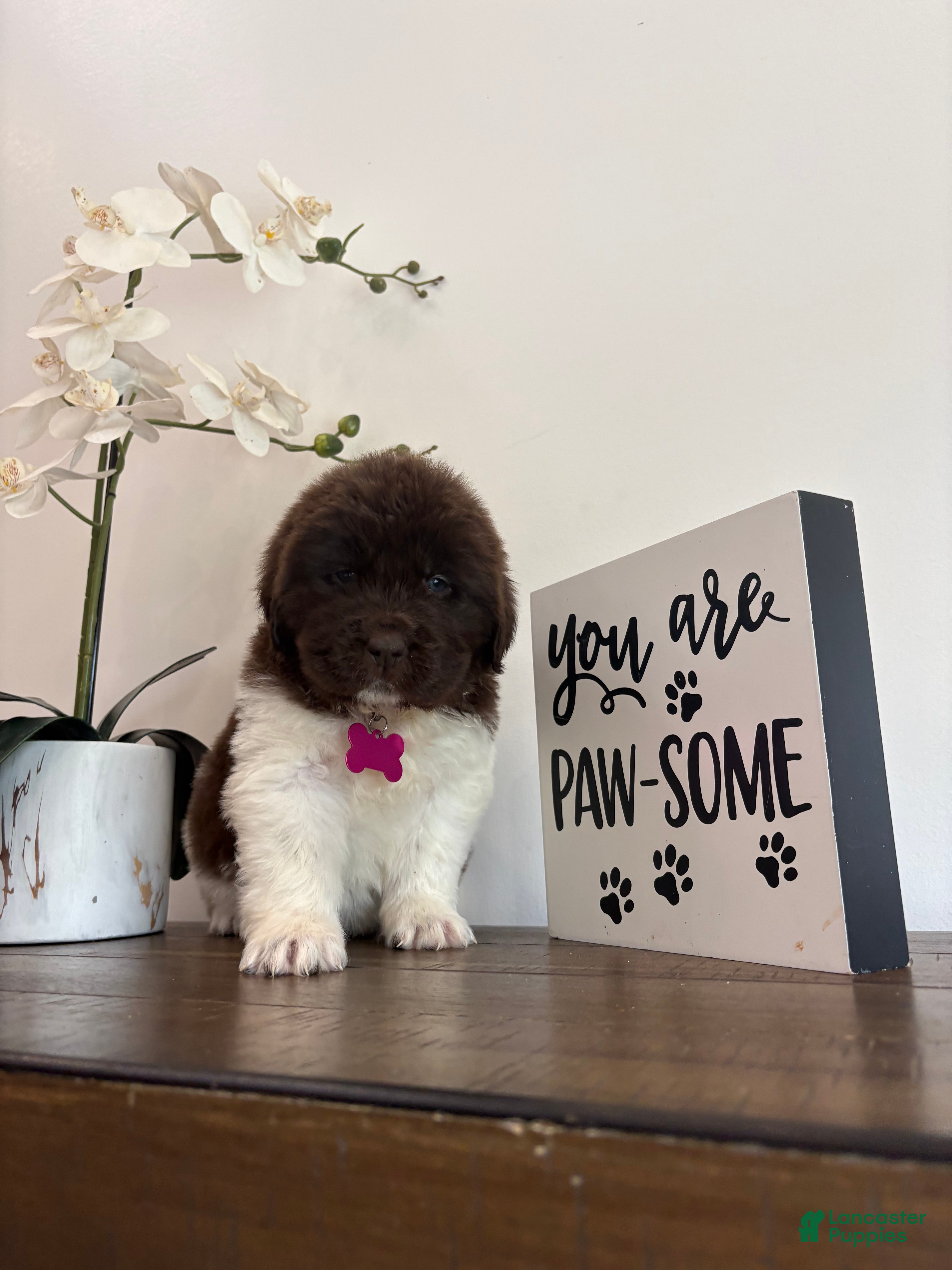 Newfoundland dogs Barbie  - Ad 21