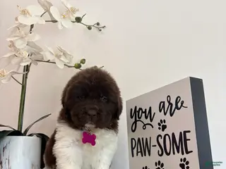 Newfoundland dogs Barbie - Ad 21