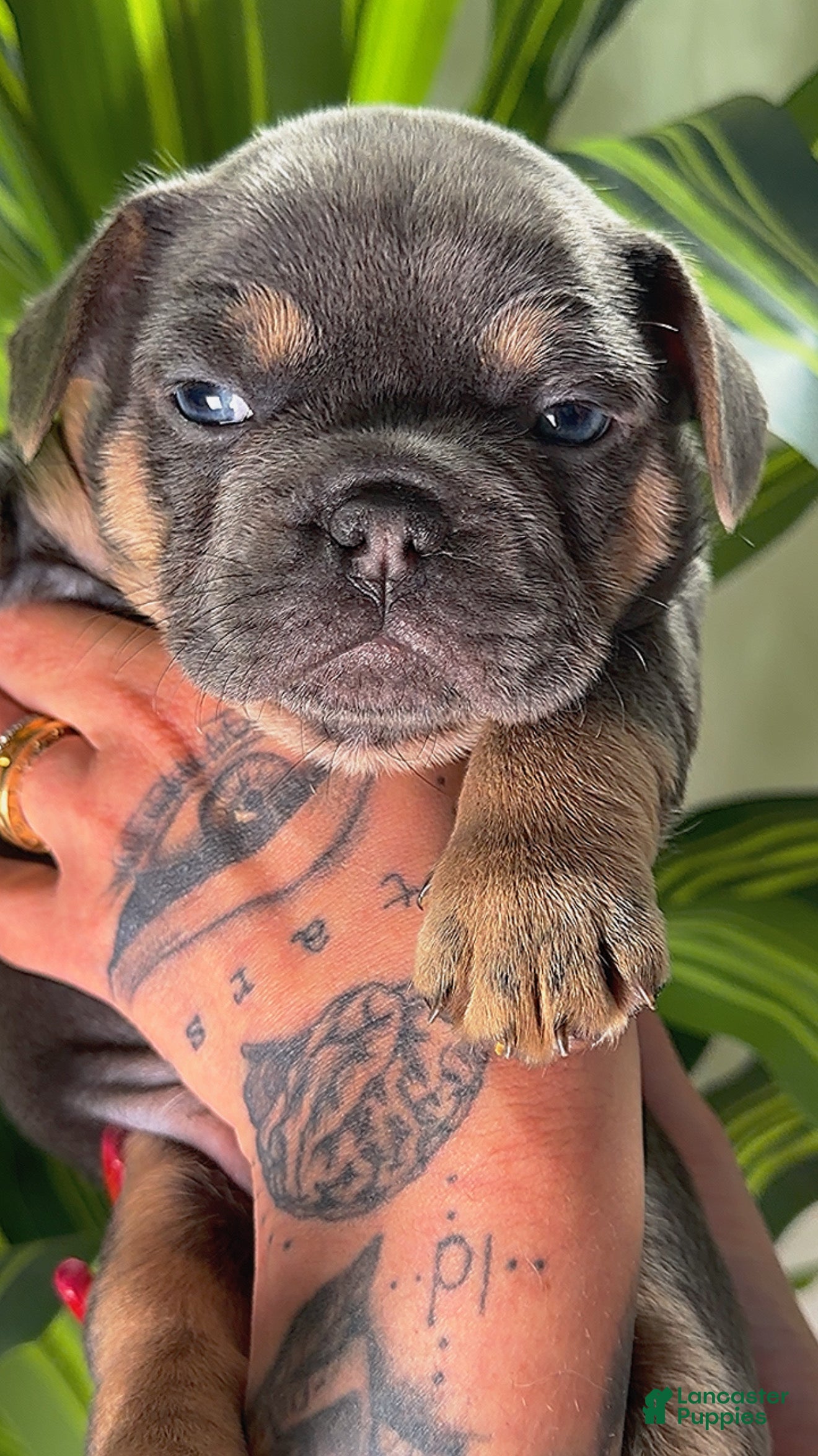 French Bulldog dogs TYSON - Ad 14