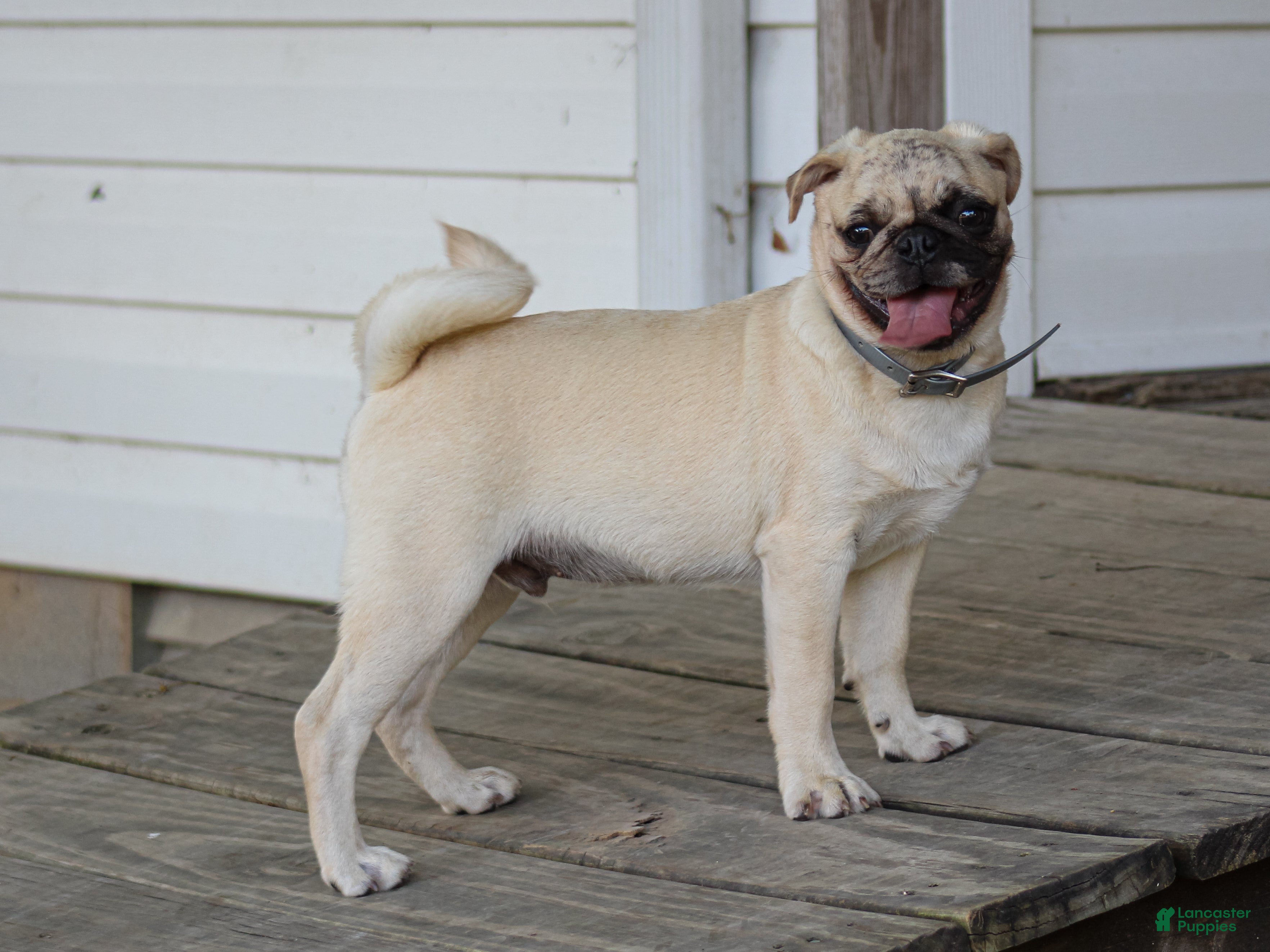 Pug dogs for sale: Arlin Pug Puppy - Ad 1