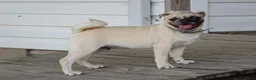 Pug dogs for sale: Arlin Pug Puppy - Ad 1