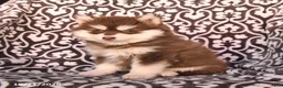 Pomsky dogs for sale: Cherry - Ad 4