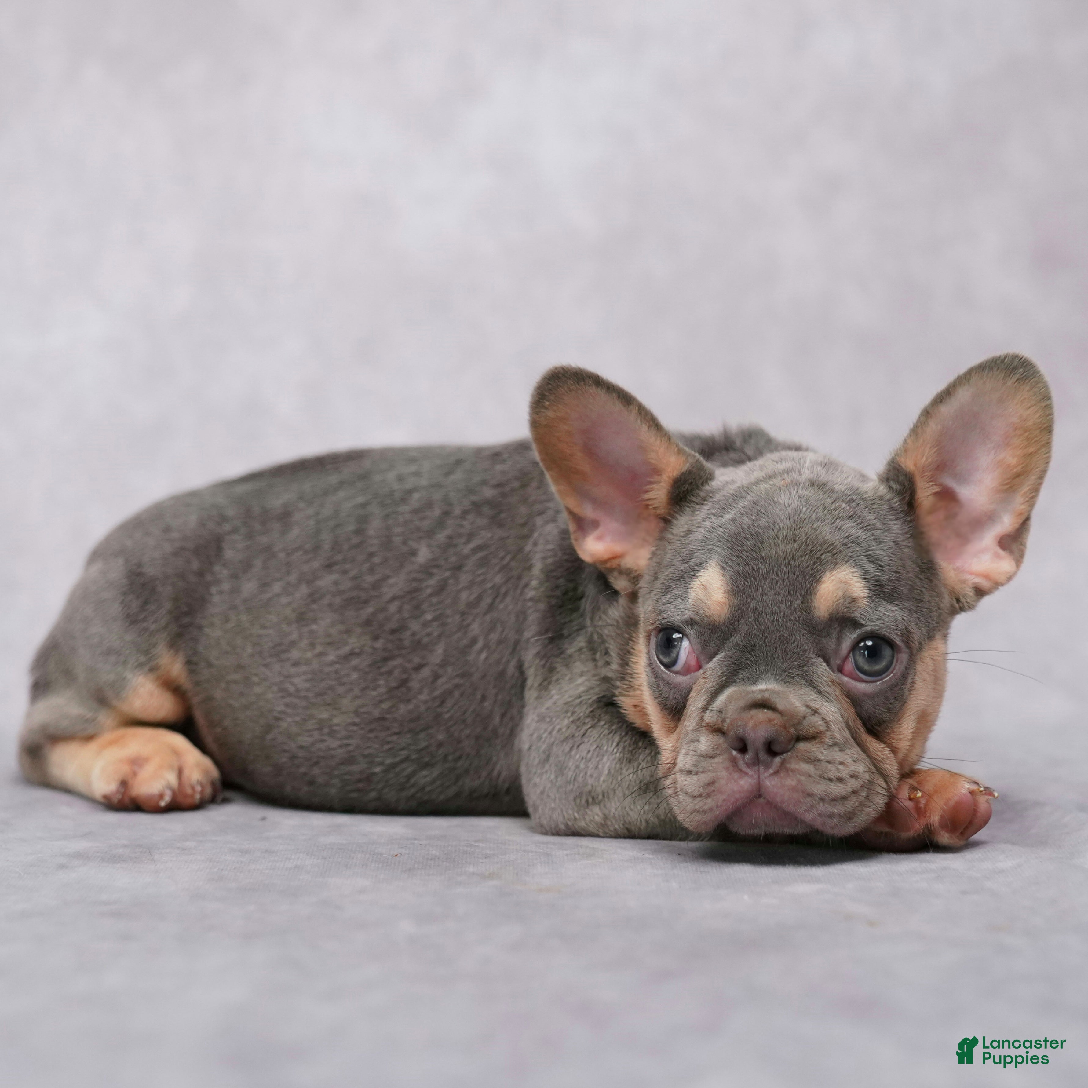 French Bulldog dogs Mocha - Ad 2