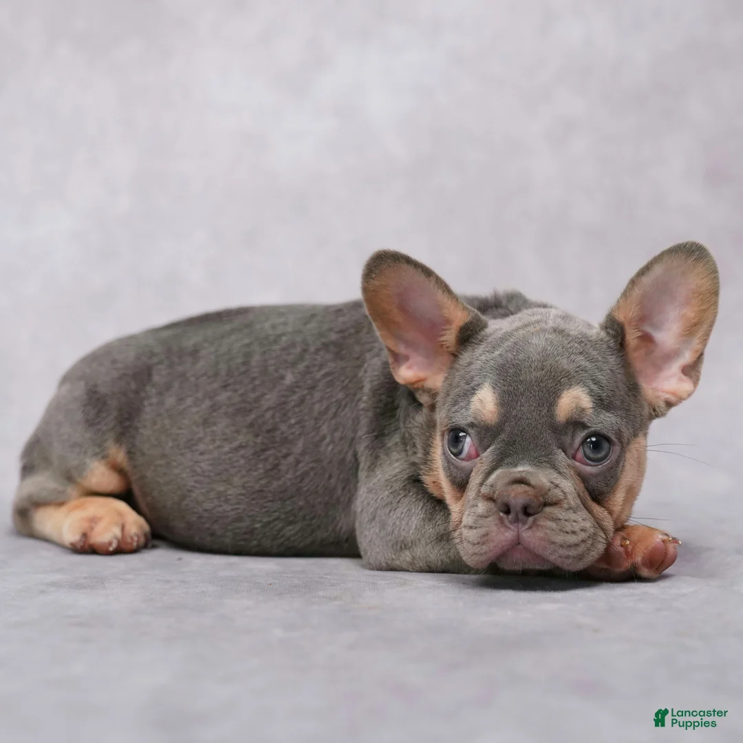 French Bulldog dogs for sale: Mocha - Ad 2