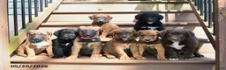 Mixed Breed dogs for sale: Sage - Ad 5