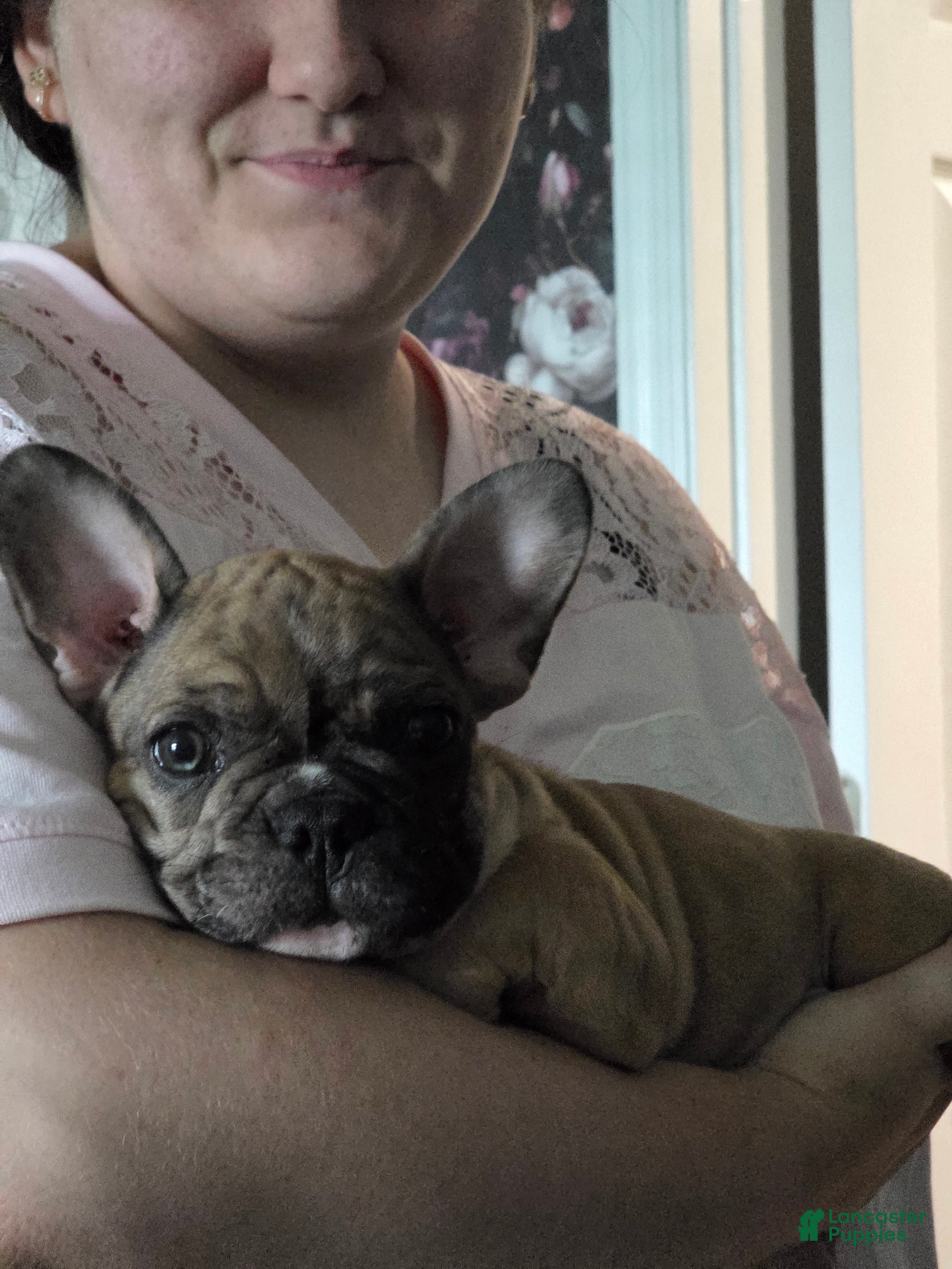 French Bulldog dogs Copper - Ad 2