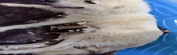 Mixed Breed dogs for sale: Mixed Breed 2 - Ad 7