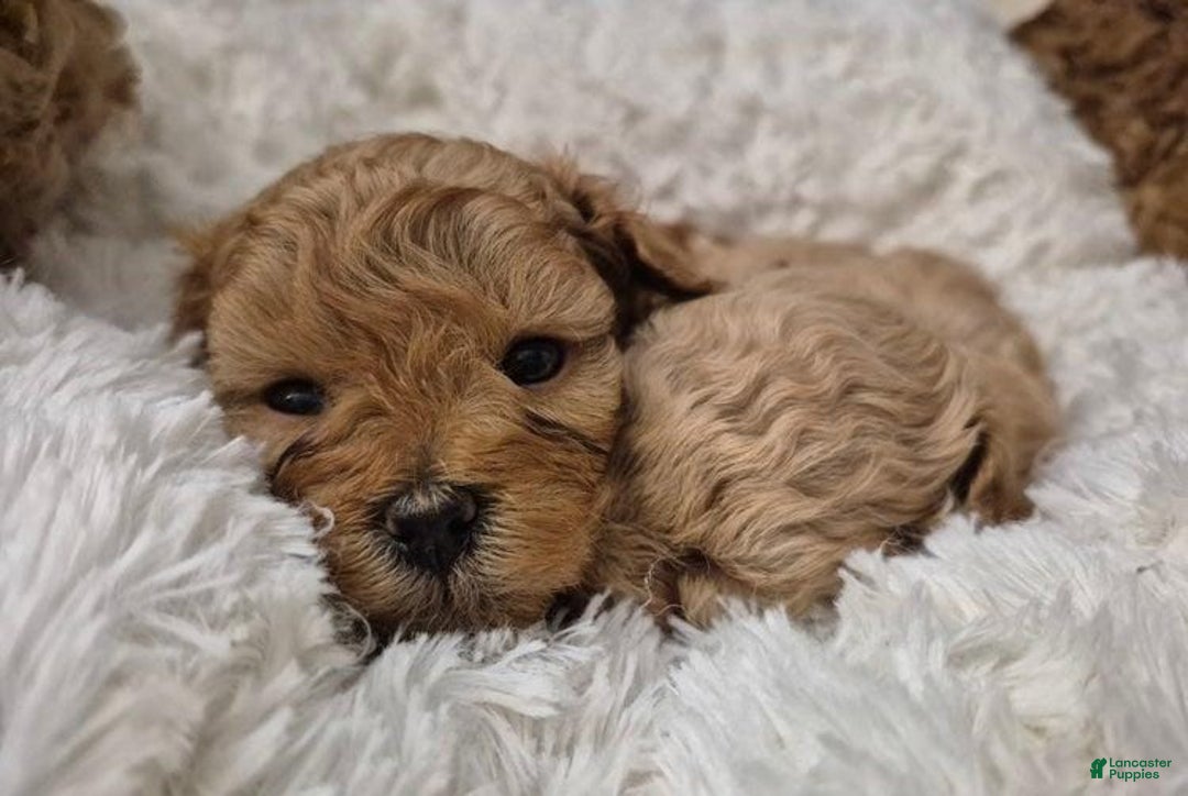 Maltipoo dogs for sale: Billy - Ad 5