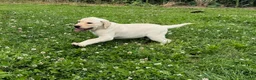 Labrador Retriever dogs for sale: Remy - Ad 2