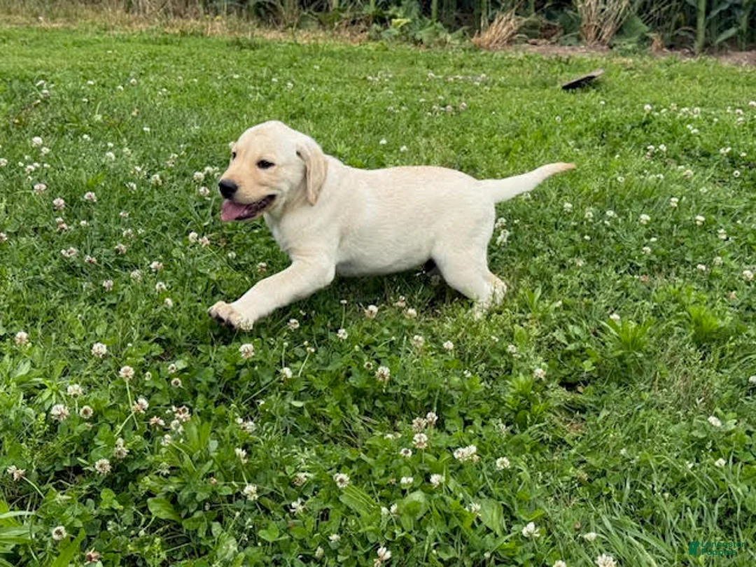 Labrador Retriever dogs for sale: Remy - Ad 2