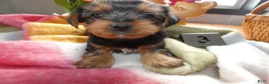 Yorkshire Terrier Puppy 3 