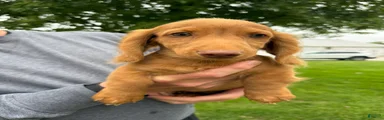 Toby